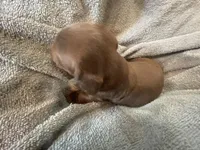 Hershey, a female Miniature Dachshund for sale in Lobelville, TN – 8 of 8