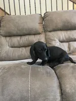 Knight, a male Miniature Dachshund for sale in Lobelville, TN – 2 of 8