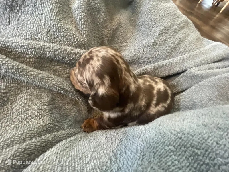 Mocha – Miniature Dachshund puppy for sale in Lobelville, TN