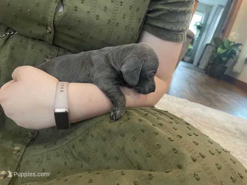 Flash – Miniature Dachshund puppy for sale in Lobelville, TN