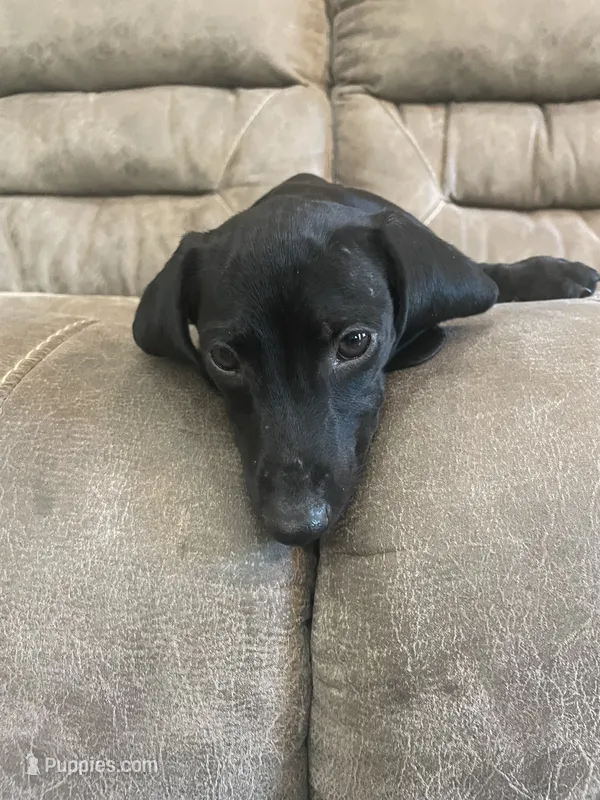 Knight – Miniature Dachshund puppy for sale in Lobelville, TN
