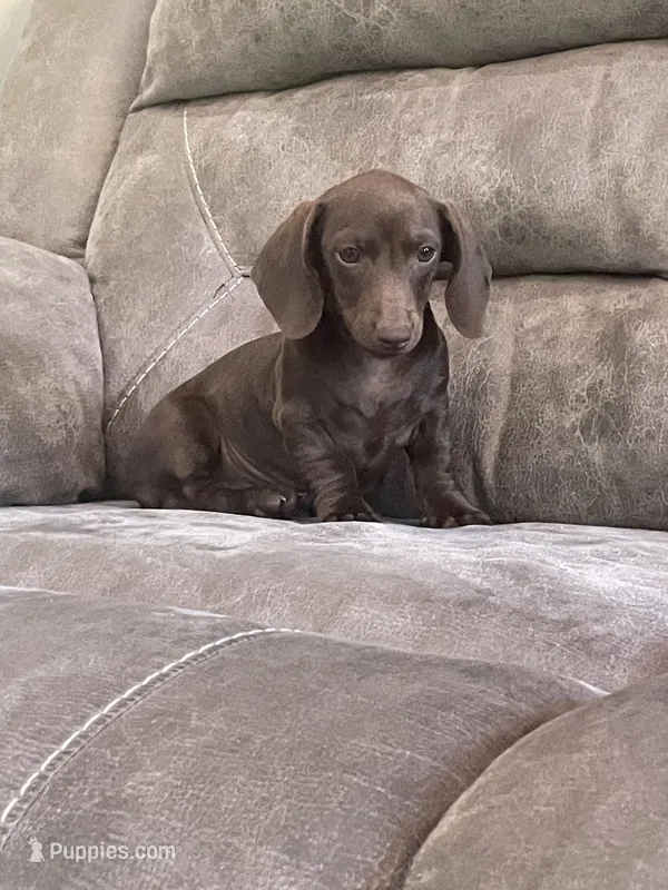 Hershey – Miniature Dachshund puppy for sale in Lobelville, TN