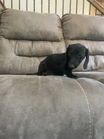 Knight, a male Miniature Dachshund for sale in Lobelville, TN – 5 of 8