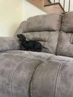 Knight, a male Miniature Dachshund for sale in Lobelville, TN – 4 of 8