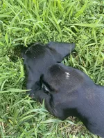 Star, a male Miniature Dachshund for sale in Lobelville, TN – 4 of 8