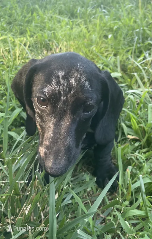 Star – Miniature Dachshund puppy for sale in Lobelville, TN