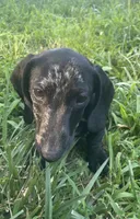Star, a male Miniature Dachshund for sale in Lobelville, TN – 1 of 8