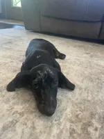 Star, a male Miniature Dachshund for sale in Lobelville, TN – 2 of 8