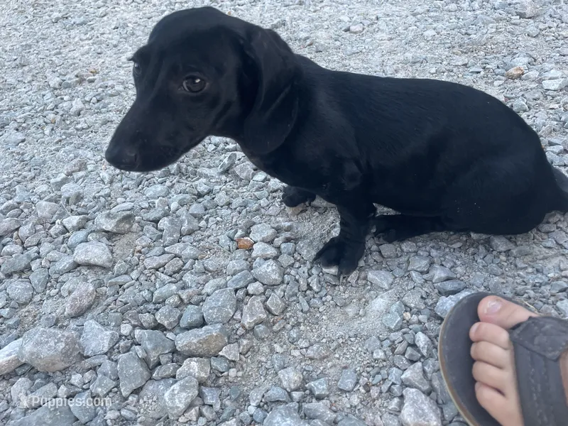 Knight – Miniature Dachshund puppy for sale in Lobelville, TN