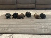 Knight, a male Miniature Dachshund for sale in Lobelville, TN – Photo 2 of 8