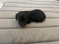 Knight, a male Miniature Dachshund for sale in Lobelville, TN – Photo 4 of 8