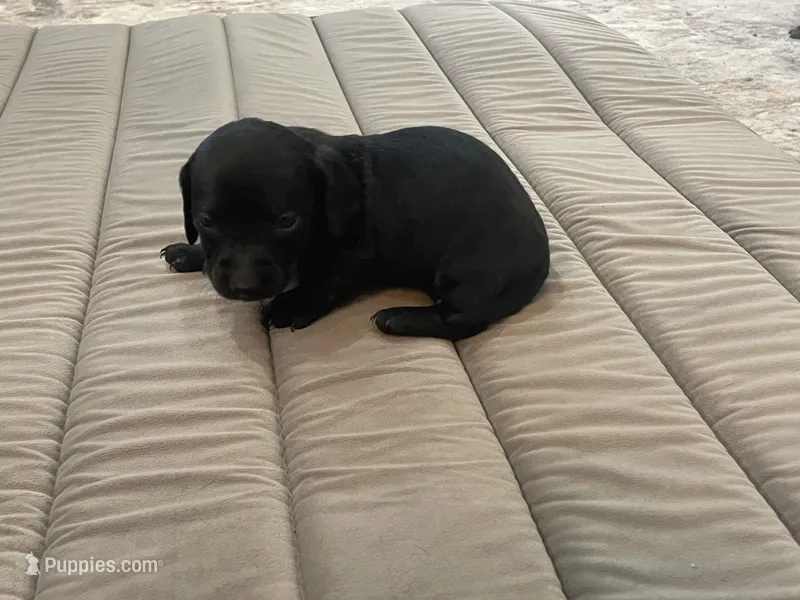 Knight – Miniature Dachshund puppy for sale in Lobelville, TN