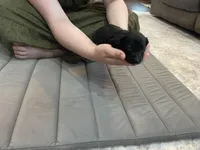 Knight, a male Miniature Dachshund for sale in Lobelville, TN – Photo 6 of 8