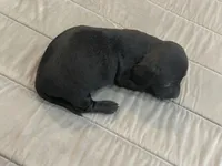 Knight, a male Miniature Dachshund for sale in Lobelville, TN – Photo 3 of 8