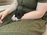 Knight, a male Miniature Dachshund for sale in Lobelville, TN – Photo 5 of 8