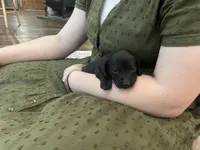 Knight, a male Miniature Dachshund for sale in Lobelville, TN – Photo 7 of 8