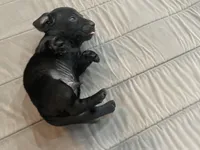 Knight, a male Miniature Dachshund for sale in Lobelville, TN – Photo 8 of 8