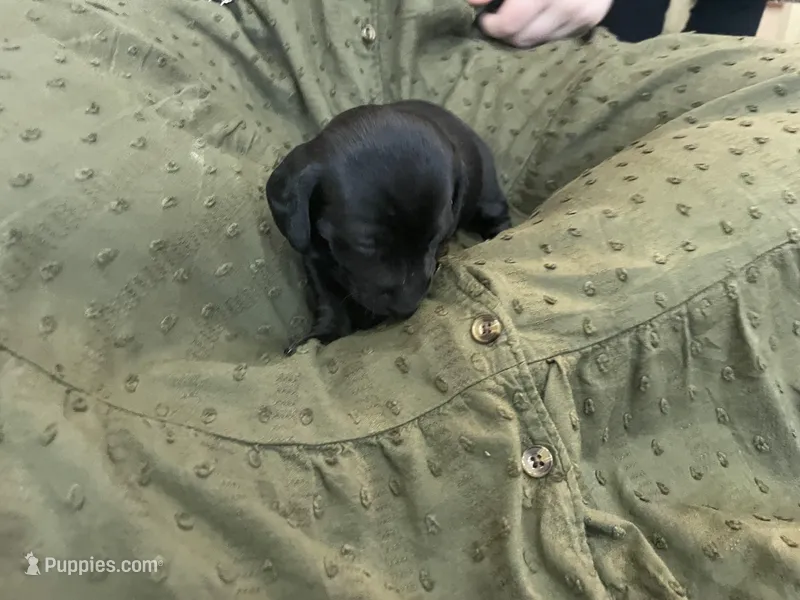 Mia  – Miniature Dachshund puppy for sale in Lobelville, TN