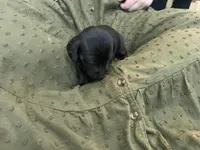 Mia , a female Miniature Dachshund for sale in Lobelville, TN – Photo 1 of 9