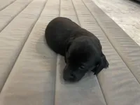 Mia , a female Miniature Dachshund for sale in Lobelville, TN – Photo 7 of 9