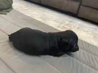 Mia , a female Miniature Dachshund for sale in Lobelville, TN – Photo 6 of 9