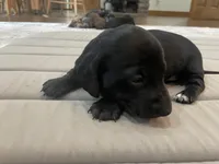 Mia , a female Miniature Dachshund for sale in Lobelville, TN – Photo 5 of 9