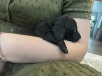 Mia , a female Miniature Dachshund for sale in Lobelville, TN – Photo 3 of 9