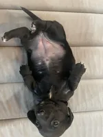 Mia , a female Miniature Dachshund for sale in Lobelville, TN – Photo 4 of 9