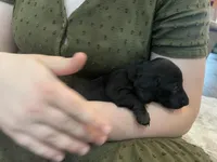 Mia , a female Miniature Dachshund for sale in Lobelville, TN – Photo 2 of 9