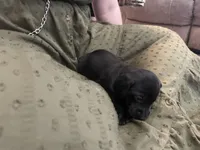 Mia , a female Miniature Dachshund for sale in Lobelville, TN – Photo 8 of 9