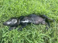 Star, a male Miniature Dachshund for sale in Lobelville, TN – 3 of 8