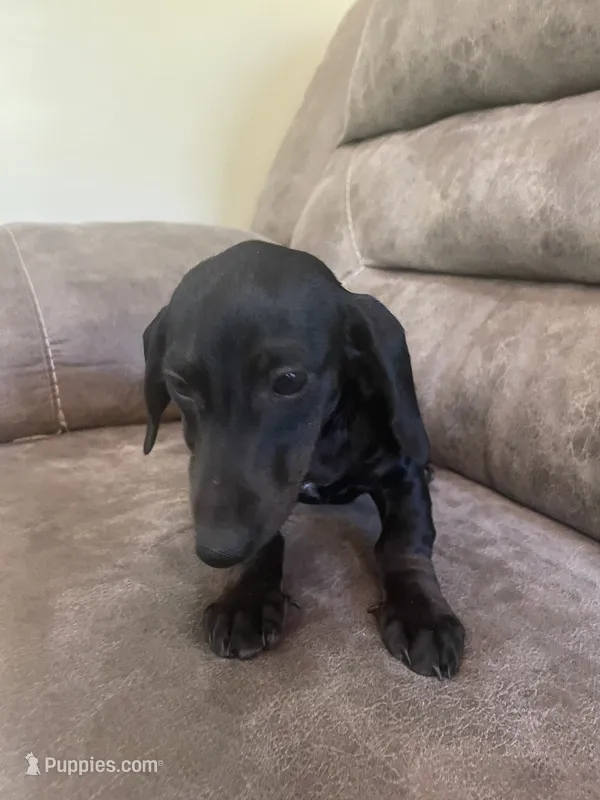 Mia  – Miniature Dachshund puppy for sale in Lobelville, TN