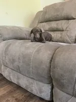 Hershey, a female Miniature Dachshund for sale in Lobelville, TN – 4 of 8