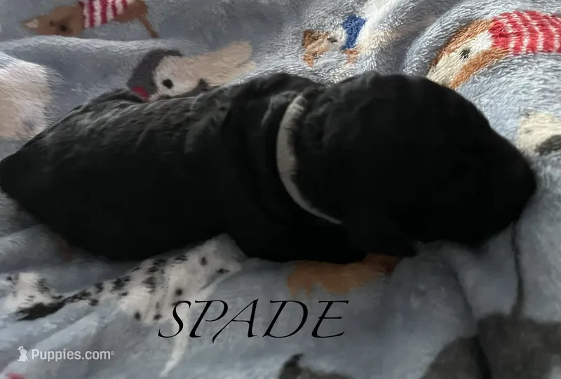 Spade – Poodle - Standard  puppy for sale in Hagerstown, MD