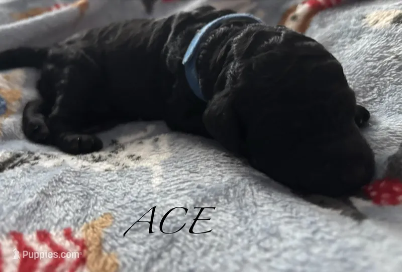 Ace  – Poodle - Standard  puppy for sale in Hagerstown, MD