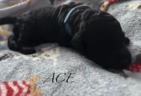 Ace , a male Poodle - Standard  for sale in Hagerstown, MD – 1 of 1