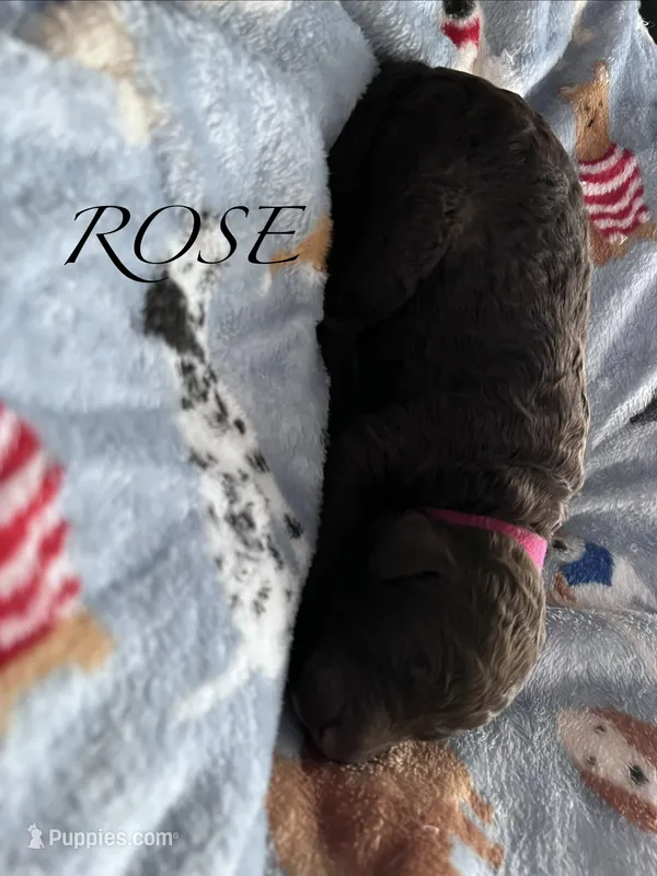 Rose  – Poodle - Standard  puppy for sale in Hagerstown, MD