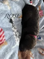 Rose , a female Poodle - Standard  for sale in Hagerstown, MD – 1 of 1