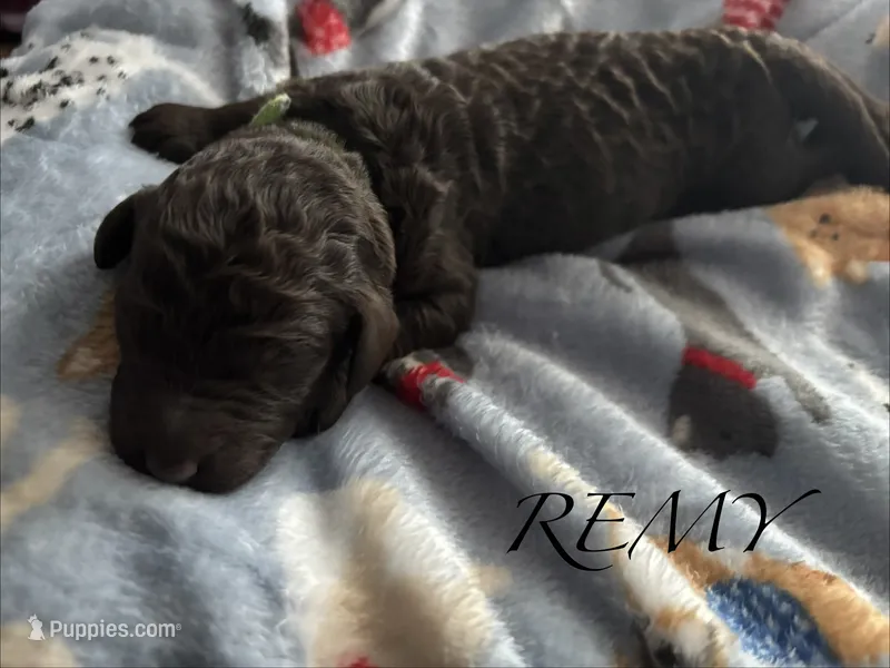 Remy, a male Poodle - Standard  for sale in Hagerstown, MD – 1 of 1