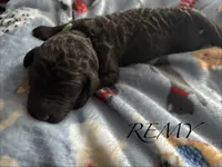 Remy, a male Poodle - Standard  for sale in Hagerstown, MD – 1 of 1