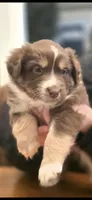 Bunny, a female Australian Shepherd for sale in Knoxville, TN – Photo 1 of 3