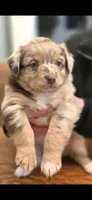 Roxi, a female Australian Shepherd for sale in Knoxville, TN – Photo 1 of 2
