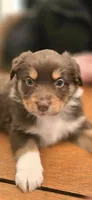 Rooster , a male Australian Shepherd for sale in Knoxville, TN – Photo 1 of 2