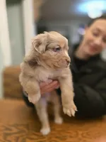 Royce, a male Australian Shepherd for sale in Knoxville, TN – Photo 2 of 3