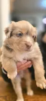 Royce, a male Australian Shepherd for sale in Knoxville, TN – Photo 1 of 3