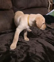 Miss yellow, a female Labrador Retriever for sale in Middleburg, FL – Photo 1 of 3