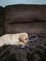 Miss yellow, a female Labrador Retriever for sale in Middleburg, FL – Photo 2 of 3