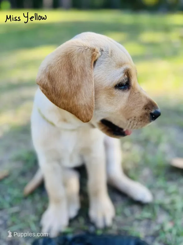 Miss yellow – Labrador Retriever puppy for sale in Middleburg, FL