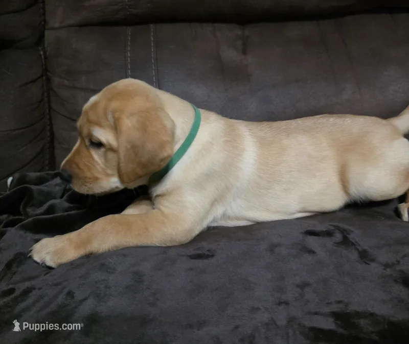 Sir Green – Labrador Retriever puppy for sale in Middleburg, FL