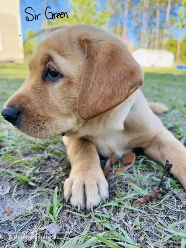 Sir Green – Labrador Retriever puppy for sale in Middleburg, FL